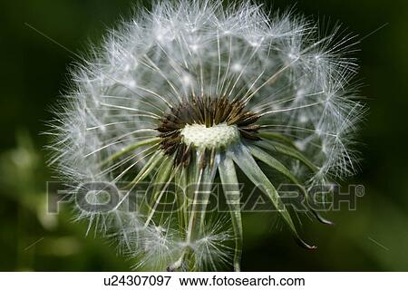Stock Photo - saeublume, adligenswil, blowball, blur, blurred, dandelion, flower. Fotosearch