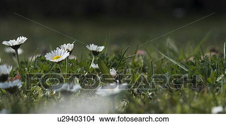 spring, bellis, flower, blumenwiesen, flower meadow, grass, asteraceae View Large Photo Image Picture - spring, bellis, flower, blumenwiesen, flower meadow, grass, asteraceae. Fotosearch