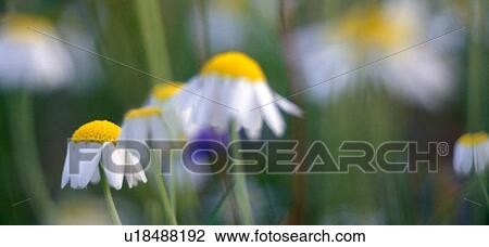 weinviertel, austria, autumn, bellis, botany, calf, einzelblume View Large Photo Image Stock Image - weinviertel, austria, autumn, bellis, botany, calf, einzelblume. Fotosearch
