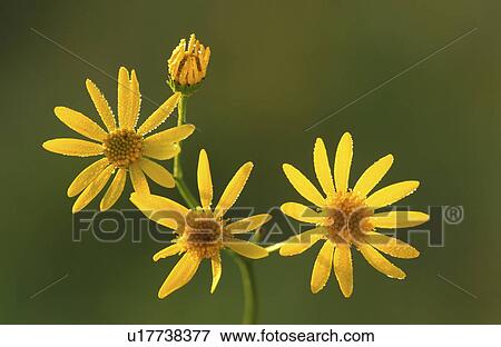 Stock Photo - wiesen, abloom, aurantiacum, bloom, blooms. Fotosearch