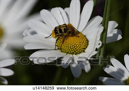 Stock Photo - wiesenblume, adligenswil, animal, bee, close-up, flower, foraging. Fotosearch