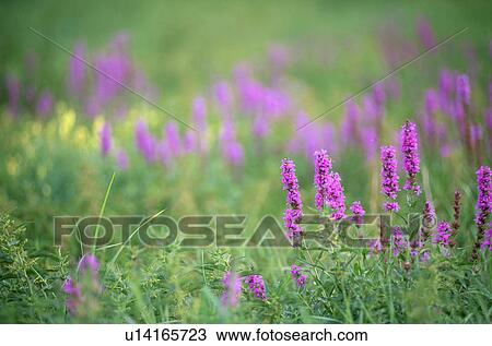 wiesenblume, austria, bee flight, blood, botany, burgenland, calf View Large Photo Image Stock Image - wiesenblume, austria, bee flight, blood, botany, burgenland, calf. Fotosearch