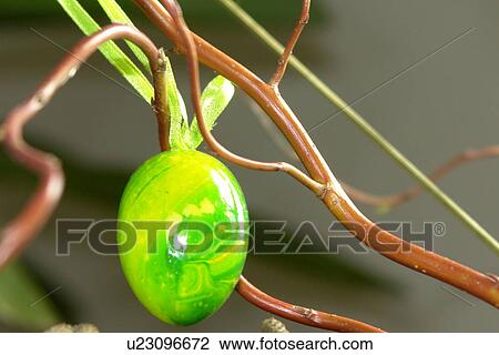 berne, branches, burgdorf, decoration, Easter, Easter eggs View Large Photo Image Stock Image - berne, branches, burgdorf, decoration, Easter, Easter eggs. Fotosearch