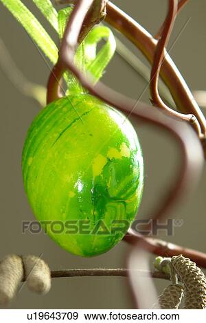 Stock Photo - berne, branches, burgdorf, decoration, Easter, Easter eggs. Fotosearch