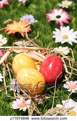 close-up, birds-nest, CLOSE, blossom, bloom, abloom View Large Photo Image Stock Photograph - close-up, birds-nest, CLOSE, blossom, bloom, abloom. Fotosearch