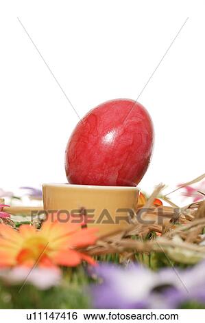 cup, bloom, close-up, CLOSE, blossom, abloom View Large Photo Image Stock Photograph - cup, bloom, close-up, CLOSE, blossom, abloom. Fotosearch