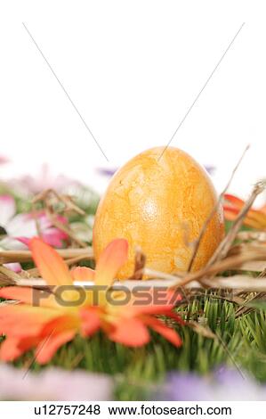 Stock Photo - easter, bloom, close-up, CLOSE, blossom, abloom. Fotosearch