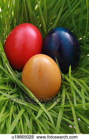 Stock Photo - Easter, growing, erfreuliche, colored, fatness, grass, chevy. Fotosearch