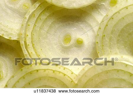 allium, bolle, background, Austria, alfred View Large Photo Image Stock Photo - allium, bolle, background, Austria, alfred. Fotosearch