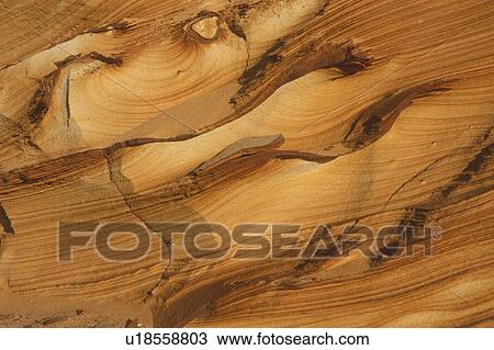 Stock Image - background, beige, Bernhard, brown, cow, day. Fotosearch