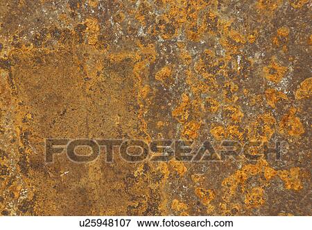 background, Bernhard, brown, CLOSE, close-up, cow View Large Photo Image Stock Photo - background, Bernhard, brown, CLOSE, close-up, cow. Fotosearch