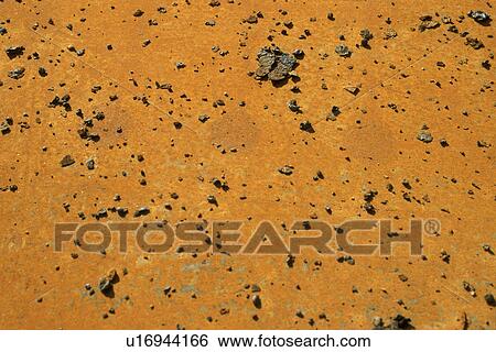 background, Bernhard, brown, CLOSE, close-up View Large Photo Image Stock Photograph - background, Bernhard, brown, CLOSE, close-up. Fotosearch