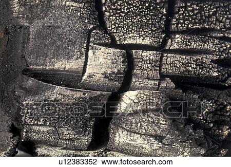 Stock Image - background, Bernhard, CLOSE, close-up, coal, cow. Fotosearch