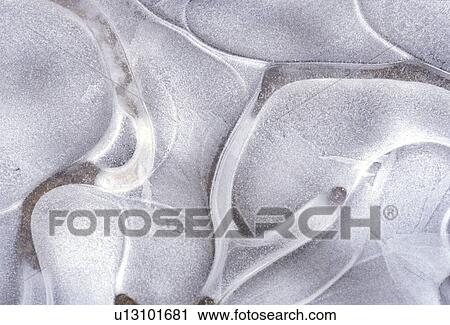 Stock Image - background, Bernhard, CLOSE, close-up, cold, cow. Fotosearch
