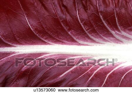 background, Bernhard, CLOSE, close-up, cow View Large Photo Image Stock Image - background, Bernhard, CLOSE, close-up, cow. Fotosearch
