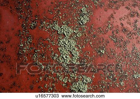 Stock Image - background, Bernhard, CLOSE, close-up, cow. Fotosearch