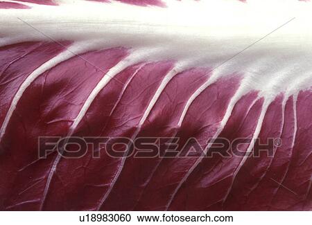 background, Bernhard, CLOSE, close-up, cow View Large Photo Image Stock Image - background, Bernhard, CLOSE, close-up, cow. Fotosearch