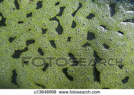 background, Bernhard, cow, environment, environmental, environmental pollution View Large Photo Image Stock Photo - background, Bernhard, cow, environment, environmental, environmental pollution. Fotosearch