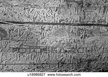 bahn, Austria, away, background, bark, beetle View Large Photo Image Stock Photo - bahn, Austria, away, background, bark, beetle. Fotosearch