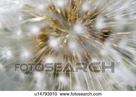 blowball, flora, spring, Taraxacum officinale, dandelion, faded, dainty View Large Photo Image Stock Image - blowball, flora, spring, Taraxacum officinale, dandelion, faded, dainty. Fotosearch