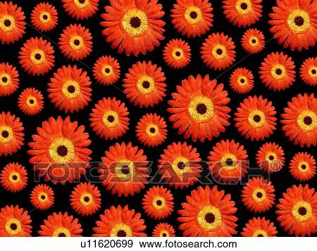 CLOSE, background, bright, beauty, beautiful, arrangement View Large Photo Image Stock Photo - CLOSE, background, bright, beauty, beautiful, arrangement. Fotosearch
