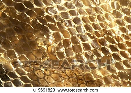 Stock Image - CLOSE, background, brown, Bernhard, beige, animals. Fotosearch