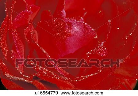 Stock Photo - close-up, background, CLOSE, blossom, bloom, day, abloom. Fotosearch