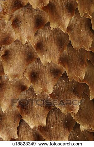 close-up, background, CLOSE, brown, bark, alfred View Large Photo Image Stock Photo - close-up, background, CLOSE, brown, bark, alfred. Fotosearch
