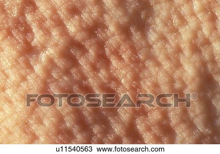 Stock Image - cow, background, close-up, CLOSE, Bernhard, animals. Fotosearch