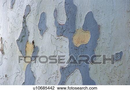 Stock Image - graphic, austria, calf, bark, background picture, nature, alive. Fotosearch