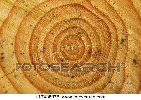 knopf, abstract, allemagne, area, background, bavaria, branch View Large Photo Image Stock Photo - knopf, abstract, allemagne, area, background, bavaria, branch. Fotosearch