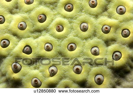Stock Image - sporen, background, Bernhard, CLOSE, close-up, cow. Fotosearch
