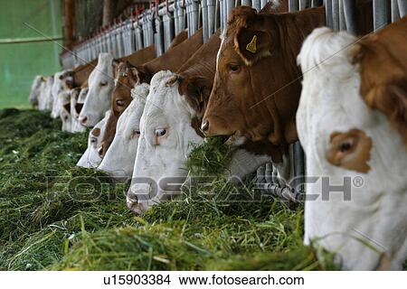 agroindustry, animals, alfred, agriculture View Large Photo Image Picture - agroindustry, animals, alfred, agriculture. Fotosearch