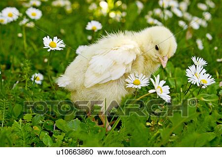 Stock Image - alfred, bellis, aves, animals, abloom. Fotosearch