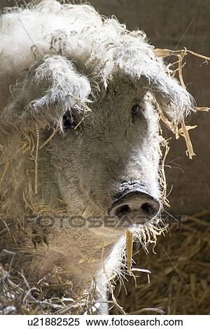 Stock Photography - animals, agriculture, animal, alfred, agroindustry, against-the-light shot. Fotosearch