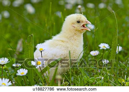 Stock Photograph - animals, bird, biddy, aves, alfred. Fotosearch