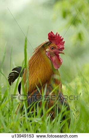 animals, brown, bird, aves, alfred View Large Photo Image Stock Image - animals, brown, bird, aves, alfred. Fotosearch