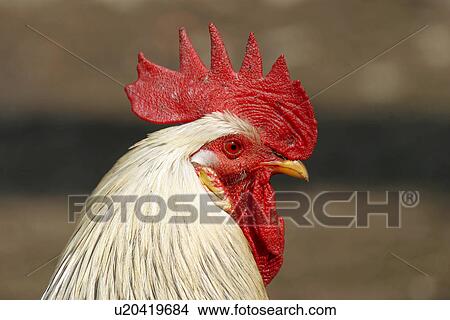 animals, cockerel, Austria, alfred View Large Photo Image Picture - animals, cockerel, Austria, alfred. Fotosearch