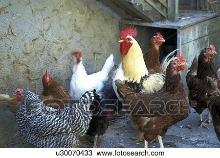 Stock Image - aves, bill, Bernhard, beak, animals. Fotosearch