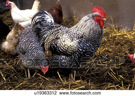 Stock Image - aves, chicken, bird, Bernhard, animals. Fotosearch