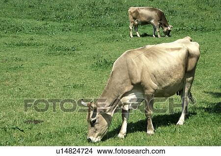 Picture - beef, cattle, bovinae, Bernhard, animals. Fotosearch