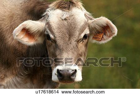 Picture - beige, brown, bovinae, body, animals. Fotosearch