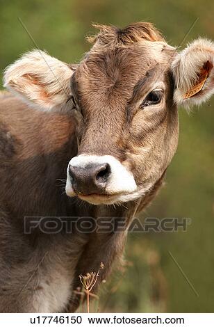 Stock Image - beige, brown, bovinae, body, animals. Fotosearch