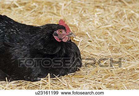 Stock Photo - bill, animal, austria, animals, animal husbandry, black, agriculture. Fotosearch