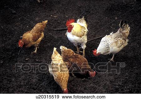 bird, aves, bill, Bernhard, beak, animals View Large Photo Image Stock Photo - bird, aves, bill, Bernhard, beak, animals. Fotosearch