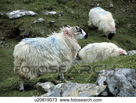 Stock Image - blue, colored, cornets, dingle, ireland, klaus. Fotosearch