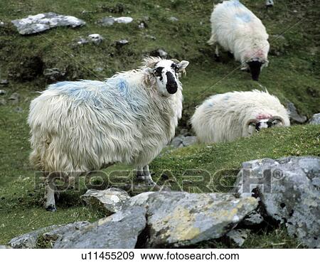 Stock Photo - blue, colored, cornets, dingle, ireland, klaus. Fotosearch