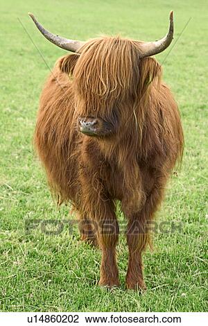 Stock Image - brown, agroindustry, bovinae, beef, alfred, agriculture. Fotosearch