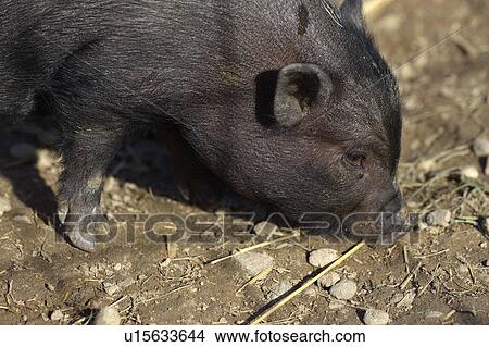 buss, alexandra, bristles, baby, animal, agriculture View Large Photo Image Picture - buss, alexandra, bristles, baby, animal, agriculture. Fotosearch