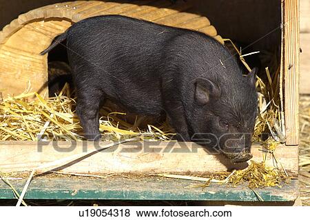 Stock Photo - buss, alexandra, bristles, baby, animal, agriculture. Fotosearch